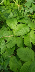 Fragaria orientalis