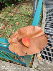 Sterculia macrophylla