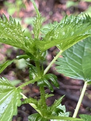 Urtica kioviensis