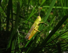 Chorthippus apicalis