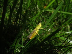 Chorthippus apicalis
