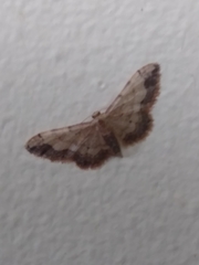 Idaea efflorata