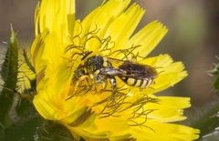 Nomada luteoloides