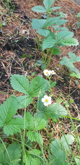 Fragaria orientalis