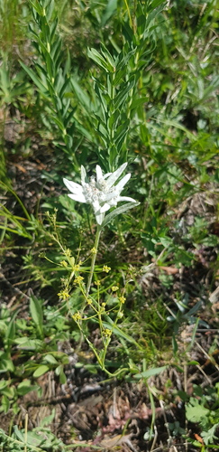 Leontopodium leontopodioides (Leontopodium leontopodioides)