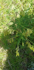 Astragalus membranaceus