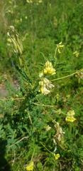 Astragalus membranaceus