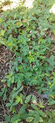 Arachis repens