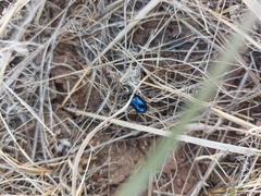 Chrysochus goniostoma