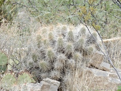 Echinocereus stramineus