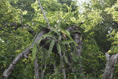 Selenicereus undatus