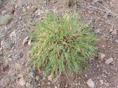 Oxytropis squammulosa