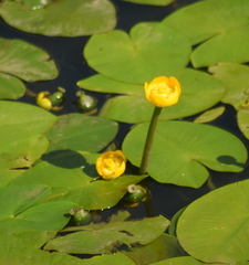 Nuphar lutea