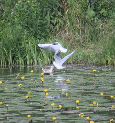 Chroicocephalus ridibundus