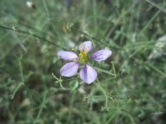 Fagonia barclayana
