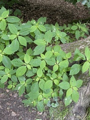 Impatiens parviflora