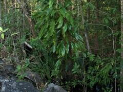 Epipremnum amplissimum