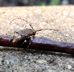 Astyleiopus variegatus