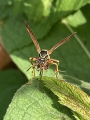 Polistes aurifer