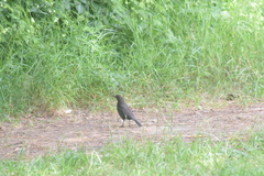Turdus merula