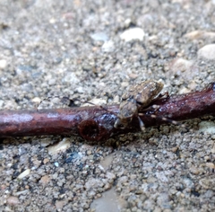 Astyleiopus variegatus