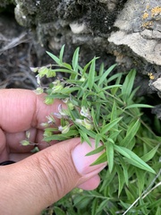 Polygala sibirica