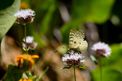 Parnassius clodius