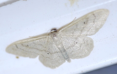 Idaea deversaria