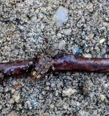 Astyleiopus variegatus