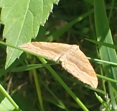 Scotopteryx chenopodiata