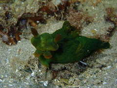 Tambja dracomus