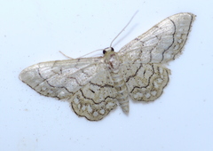 Idaea moniliata