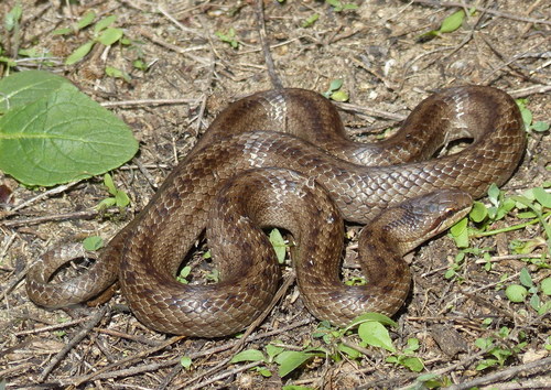 Coronella austriaca