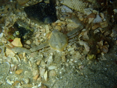 Ebalia intermedia