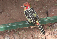 Trachyphonus erythrocephalus