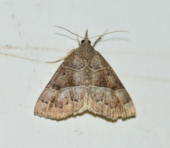 Hypena deceptalis
