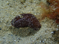Melanochlamys queritor