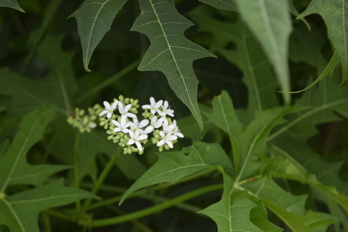 Cnidoscolus aconitifolius