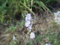 Boerhavia xantii