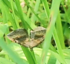 Scotopteryx chenopodiata