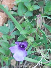 Torenia concolor