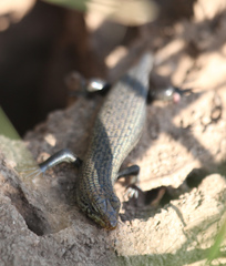 Trachylepis brevicollis