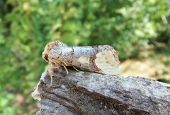 Phalera bucephaloides