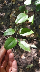 Smilax glauca