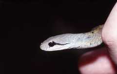 Thamnosophis infrasignatus