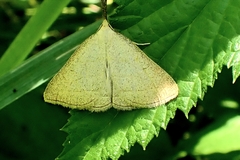 Polypogon tentacularia