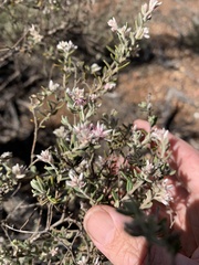 Polycarpaea spirostylis