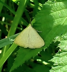 Polypogon tentacularia