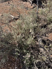 Polycarpaea spirostylis