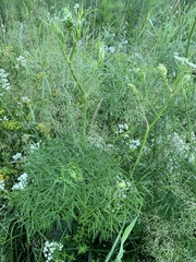 Cenolophium denudatum